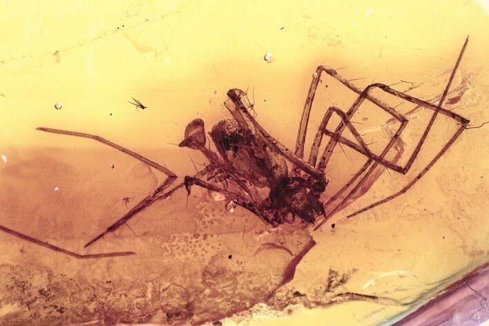 Detailed Fossil Spider (Araneae) In Baltic Amber #330709